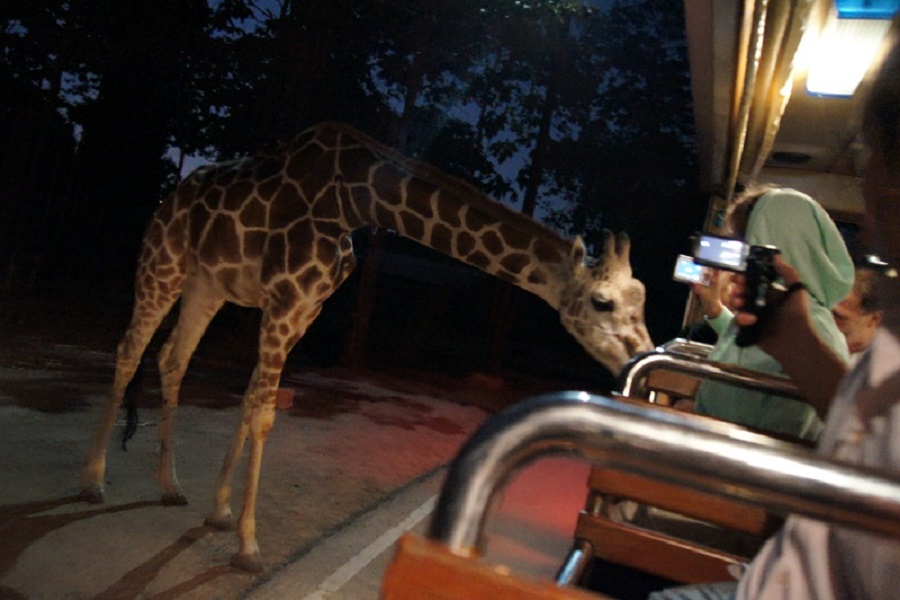 Safari Nocturno